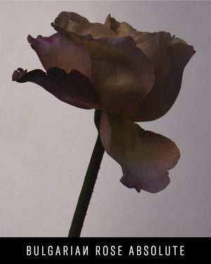 A closeup of a lilac-colored rose against a light gray background.