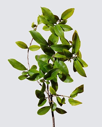 Australian Lemon Myrtle