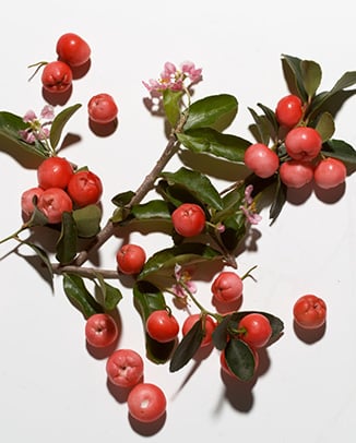 Barbados Cherry (Acerola) & Hibiscus Extracts