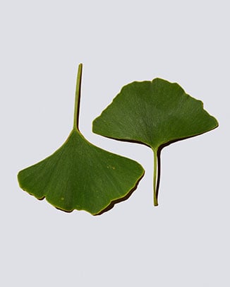 Ginkgo Biloba
